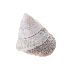 Sea shells arranged isolating on a white background