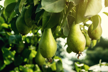 pears on a branch,unripe green pear,Pear tree,Tasty young pear hanging on tree,Summer fruits garden.Crop of pears,Healthy Organic Pears. Juicy flavorful pears of nature background.