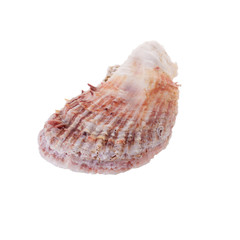 Sea shells arranged isolating on a white background