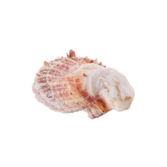 Sea shells arranged isolating on a white background