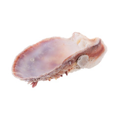 Sea shells arranged isolating on a white background