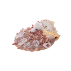 Sea shells arranged isolating on a white background