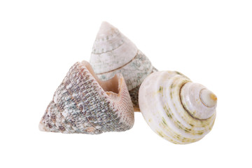 Sea shells arranged isolating on a white background