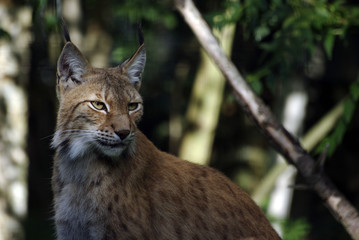 Regard de Lynx