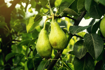pears on a branch,unripe green pear,Pear tree,Tasty young pear hanging on tree,Summer fruits garden.Crop of pears,Healthy Organic Pears. Juicy flavorful pears of nature background.