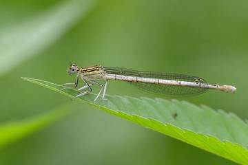 damigella posata su foglia