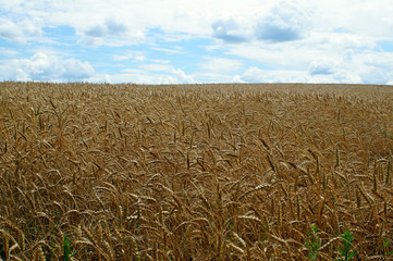 Field of ripe wheat before harvest.