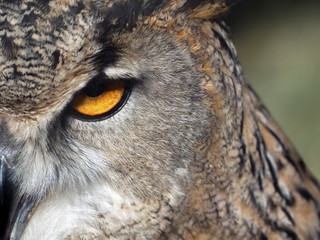 Owl's eye
