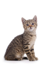 portrait chaton tigré sur fond blanc