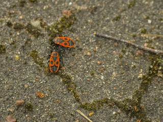 insect