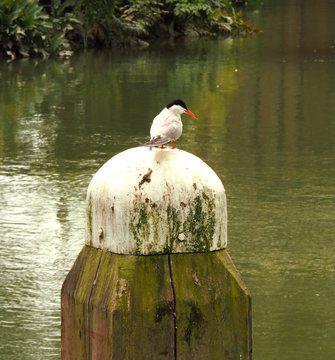 Common Tern sitting on the beam above water
