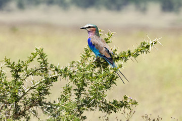 Lilac Breasted Roller