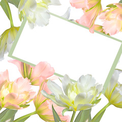 Greeting card with white and pink tulip flowers