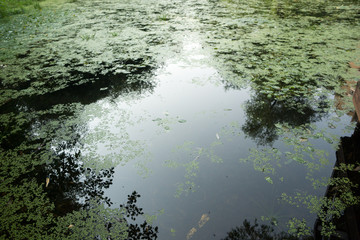 botanical garden pond