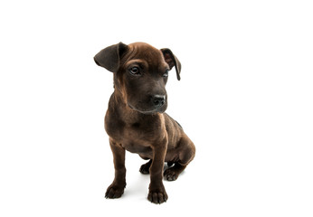 Brown dog terrier
