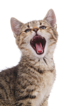 portrait chaton tigr&eacute; sur fond blanc baillant