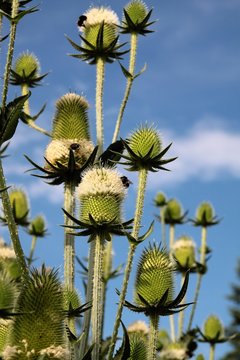thorny plant wild teasel with white flowers
