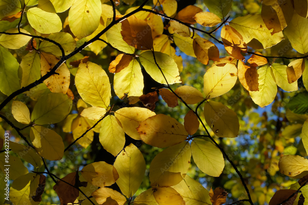 Wall mural autumn beech leaves on a sunny day. backlight. background.