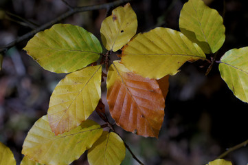 Autumn beech leaves on a sunny day. Background.