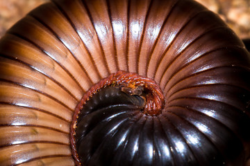 Red millipede (Diplopoda) curled up into a ball, Kruger National Park, South Africa