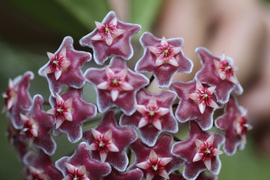 flor