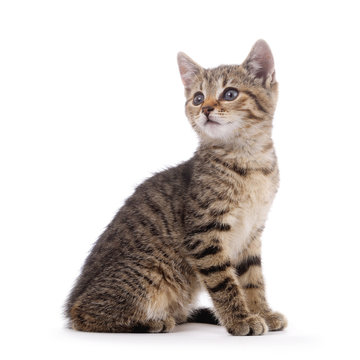portrait chaton tigr&eacute; sur fond blanc
