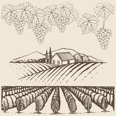 Farm landscape with vineyard and grapes, hand drawn set.