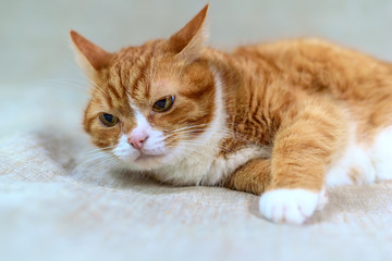 Fototapeta na wymiar Portrait of a red homemade cat on a gray background 