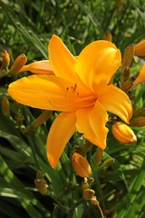 yellow nd gold lilies in a garden