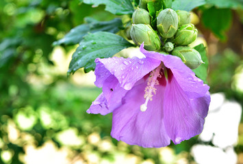 Violet hibiscus flower with rain drops © assanta