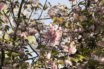 Kirschblüte Baum Blüten Rosa