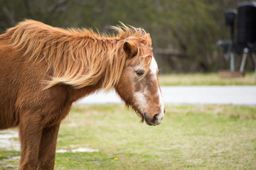 Obraz premium Wild Pony