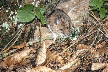 Maus im Wald