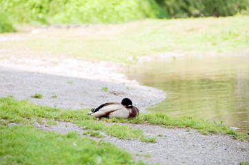 The duck sleeps on a green glade.