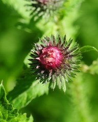 Prickles burdock , macrophotography.