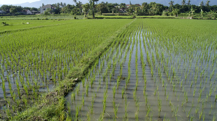 Rizière de Bali