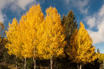 Blazing Aspens at full volume.