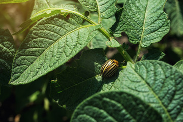 Colorado potato beetle eats potato leaves,close-up.Colorado Potato Striped Beetle-Leptinotarsa Decemlineata,Serious Pest Of Potatoes plants.Potato bug on green sheet,damage agricultural crops