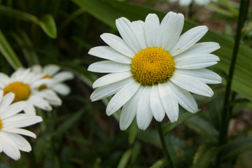 Obraz premium Shasta Daisy in the Summer Garden