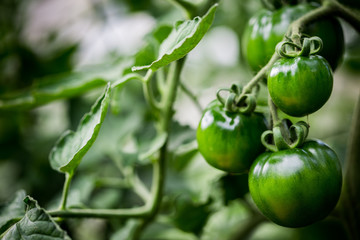 Tomato plant growing