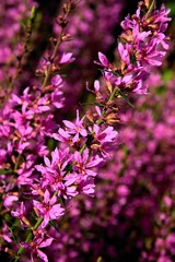 flowers of purple loosestrife close up