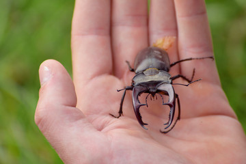 Stag beetle (Lucanus cervus) on a hand