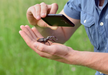 Stag beetle (Lucanus cervus) on a hand