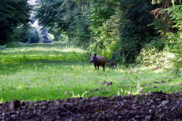 Wildschwein im Wald