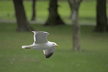 Black-headed gull flying searching for food below