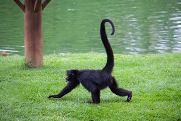 Spider Monkey with long tail running on the grass