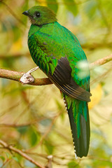 Magnificent sacred green and red bird. Detail portrait of Resplendent Quetzal. Resplendent Quetzal, Pharomachrus mocinno, from Savegre in Costa Rica with blurred green forest foreground and background