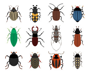 Collection of cute beetles