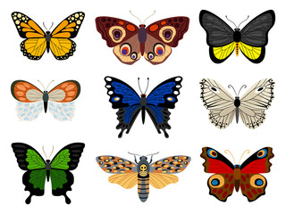 Fototapeta na wymiar Collection of Butterflies