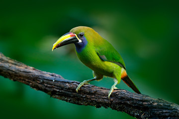 Blue-throated Toucanet, Aulacorhynchus prasinus, green toucan bird in the nature habitat, exotic animal in tropical forest, Mexico. Wildlife scene from nature. Exotic bird, tropic forest. Small toucan